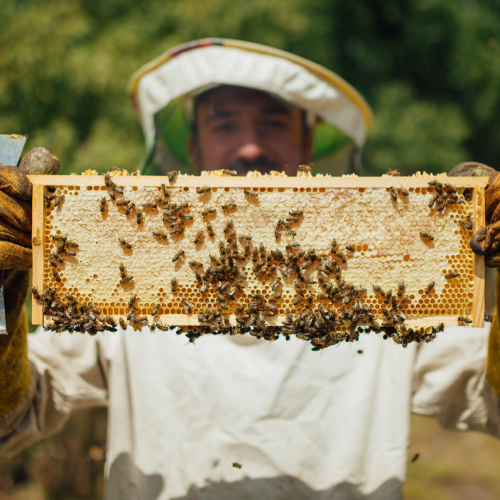 Bild zu Vortrag „Auch Bienen haben Schweißfüße: Verblüffendes aus der Welt der Honigbienen“