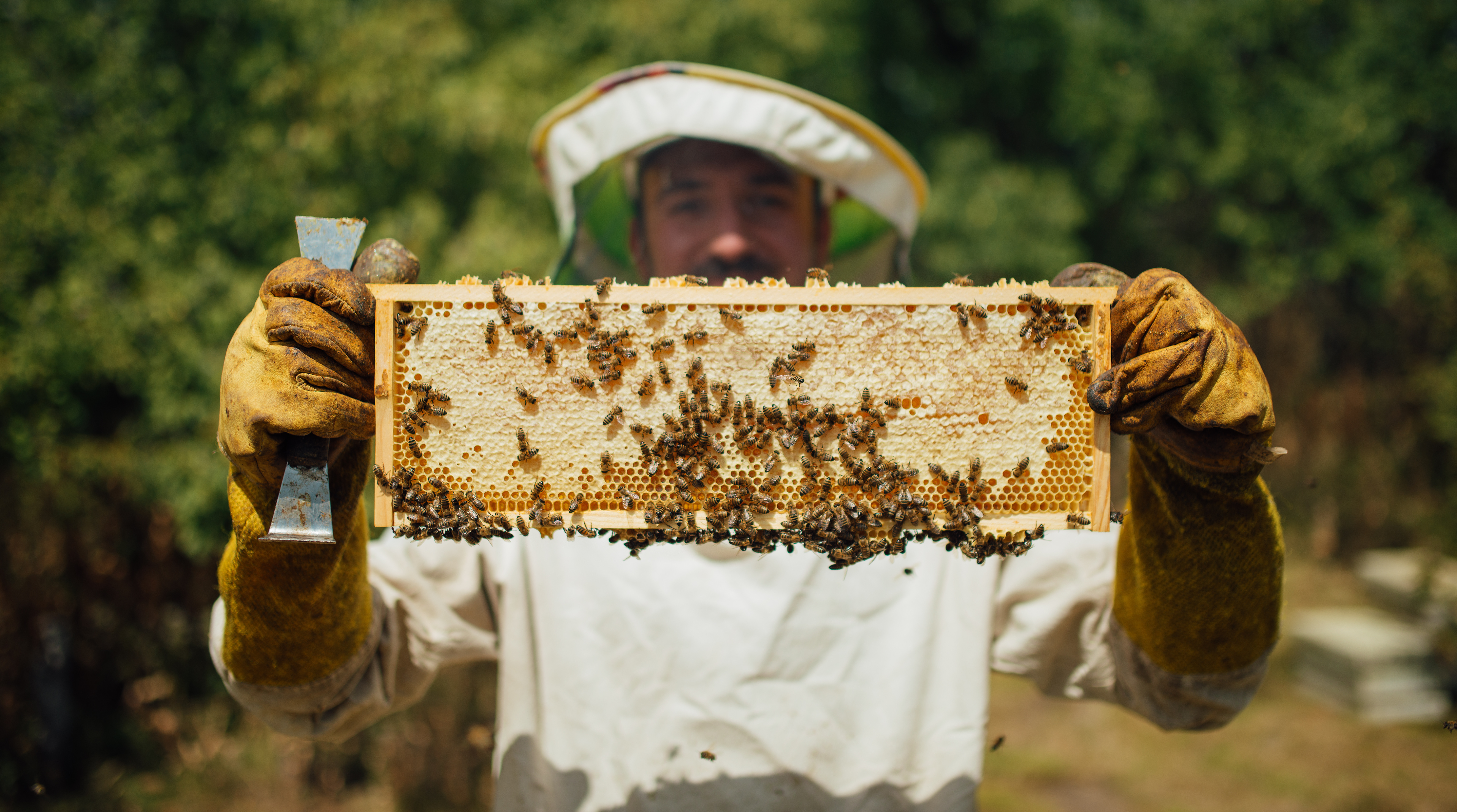 Bild zu Vortrag „Auch Bienen haben Schweißfüße: Verblüffendes aus der Welt der Honigbienen“